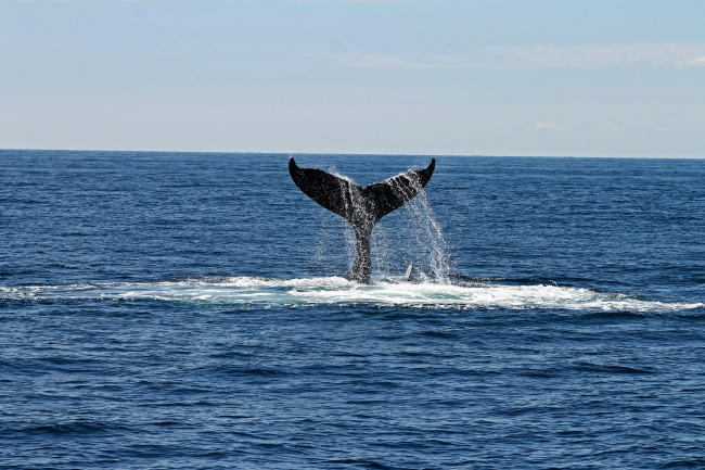 TULIPANES Y BALLENAS