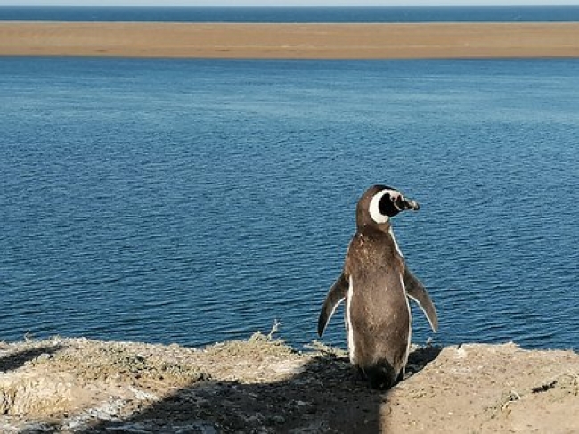 TULIPANES Y BALLENAS