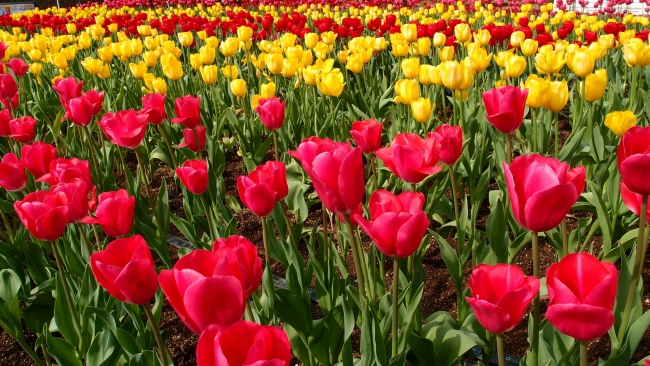 CAMPO de TULIPANES
