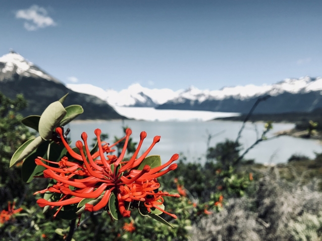 EL CALAFATE en Promo!