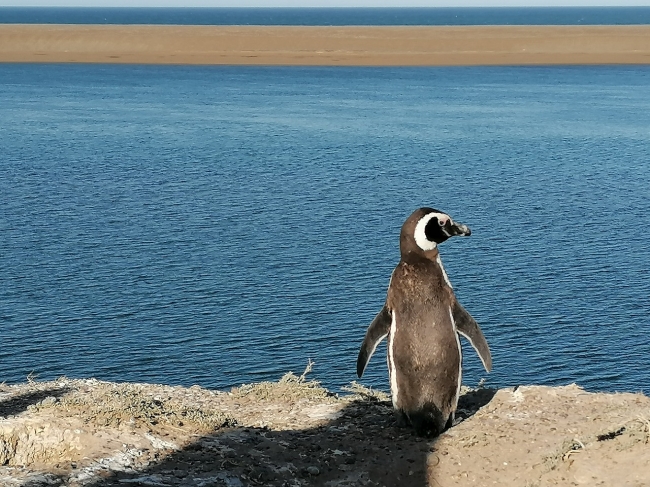 PUERTO MADRYN Semana Santa