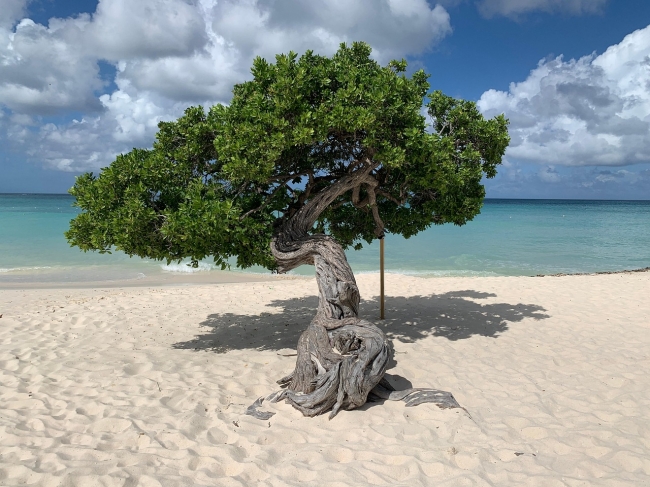ARUBA Verano 2026