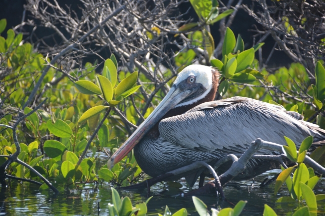 ECUADOR & GAL�PAGOS: el viaje que so�aste!!!