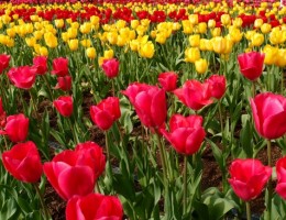 CAMPO de TULIPANES