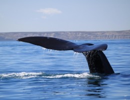 PUERTO MADRYN Octubre