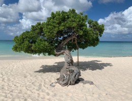 ARUBA Verano 2026