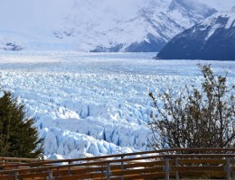EL CALAFATE en Promo!